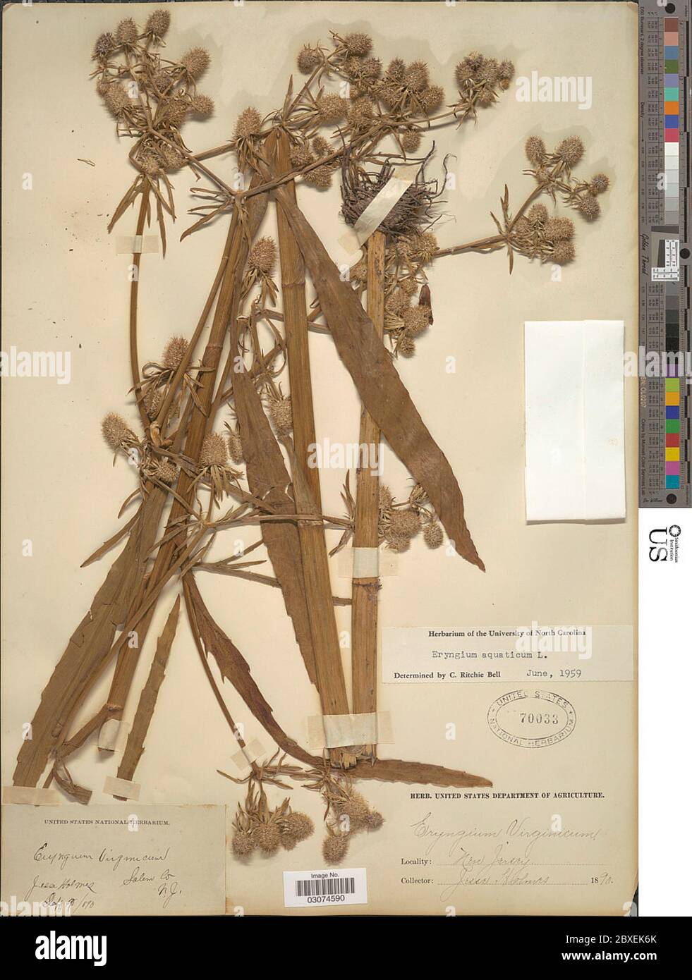 Eryngium aquaticum L Eryngium aquaticum L Stock Photo Alamy