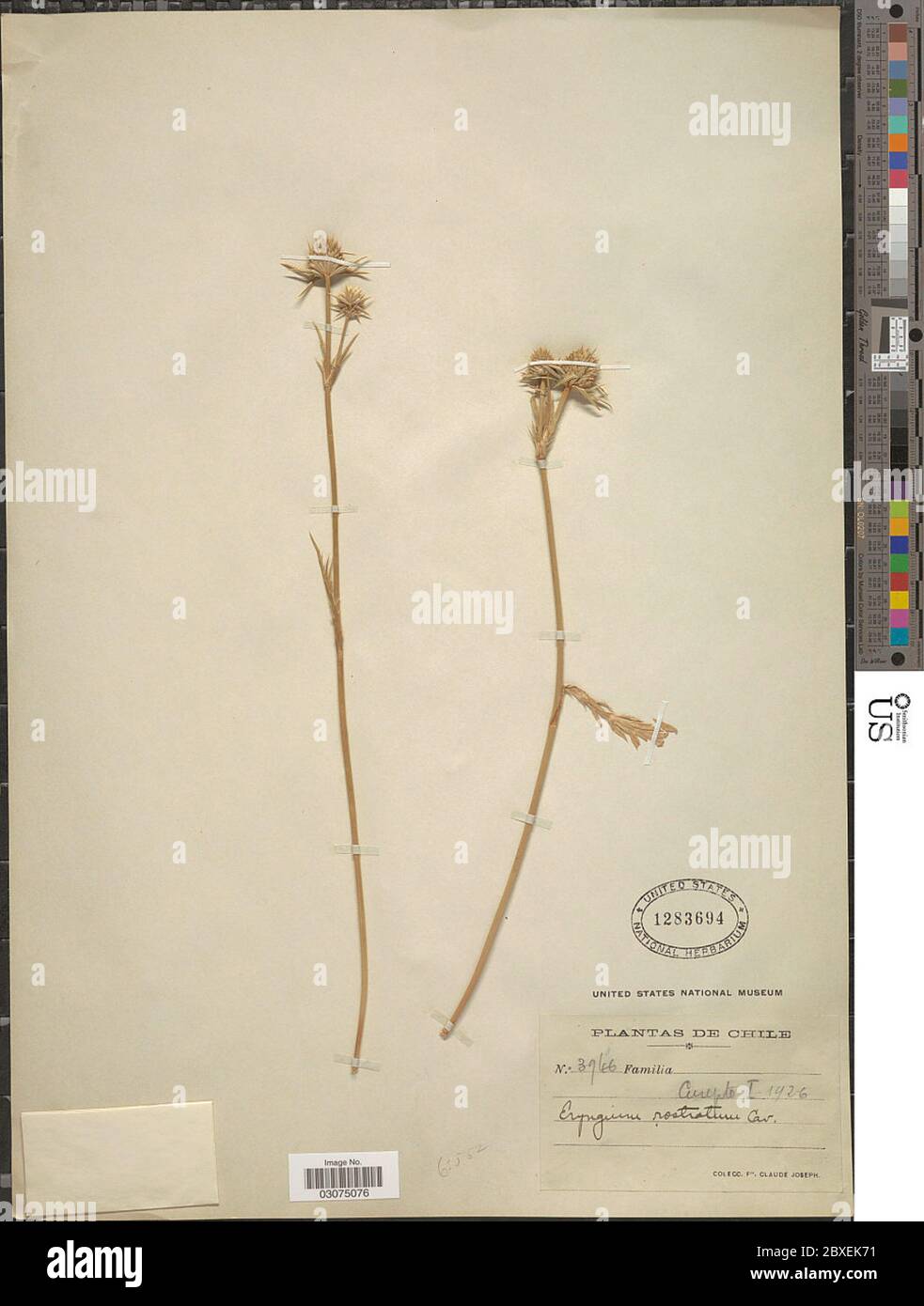 Eryngium rostratum hires stock photography and images Alamy