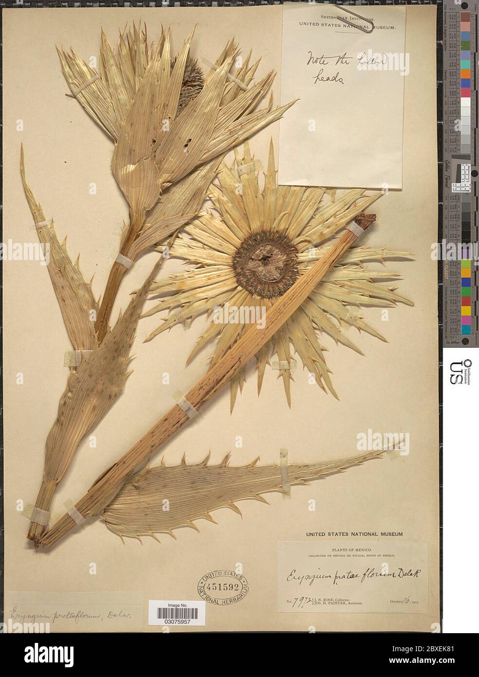 Eryngium proteiflorum F Delaroche Eryngium proteiflorum F Delaroche