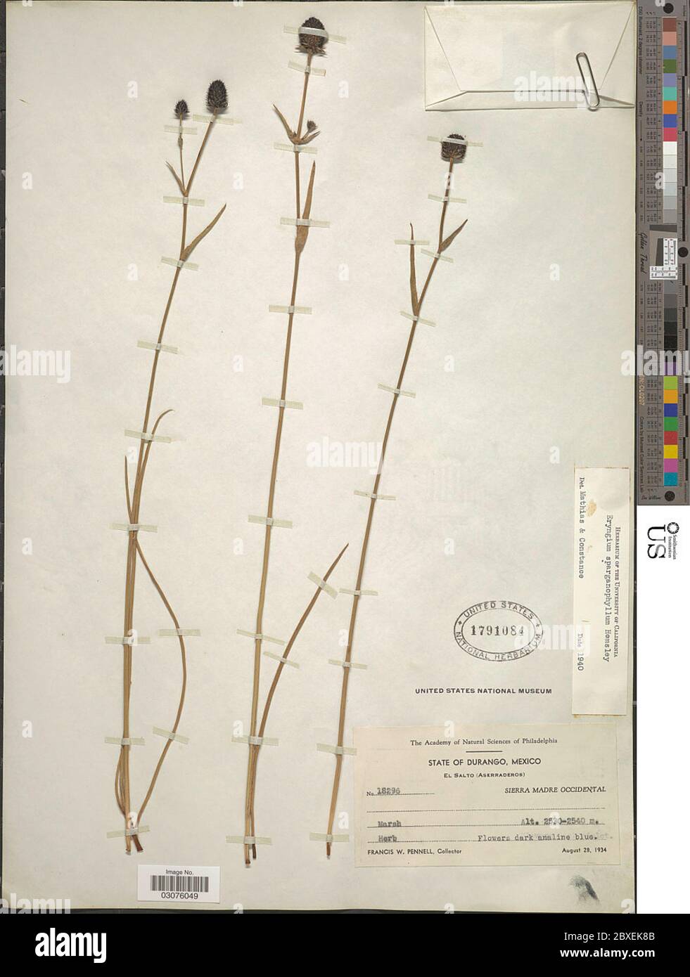 Eryngium sparganophyllum Hemsl in Hook f Eryngium sparganophyllum Hemsl in Hook f. Stock Photo