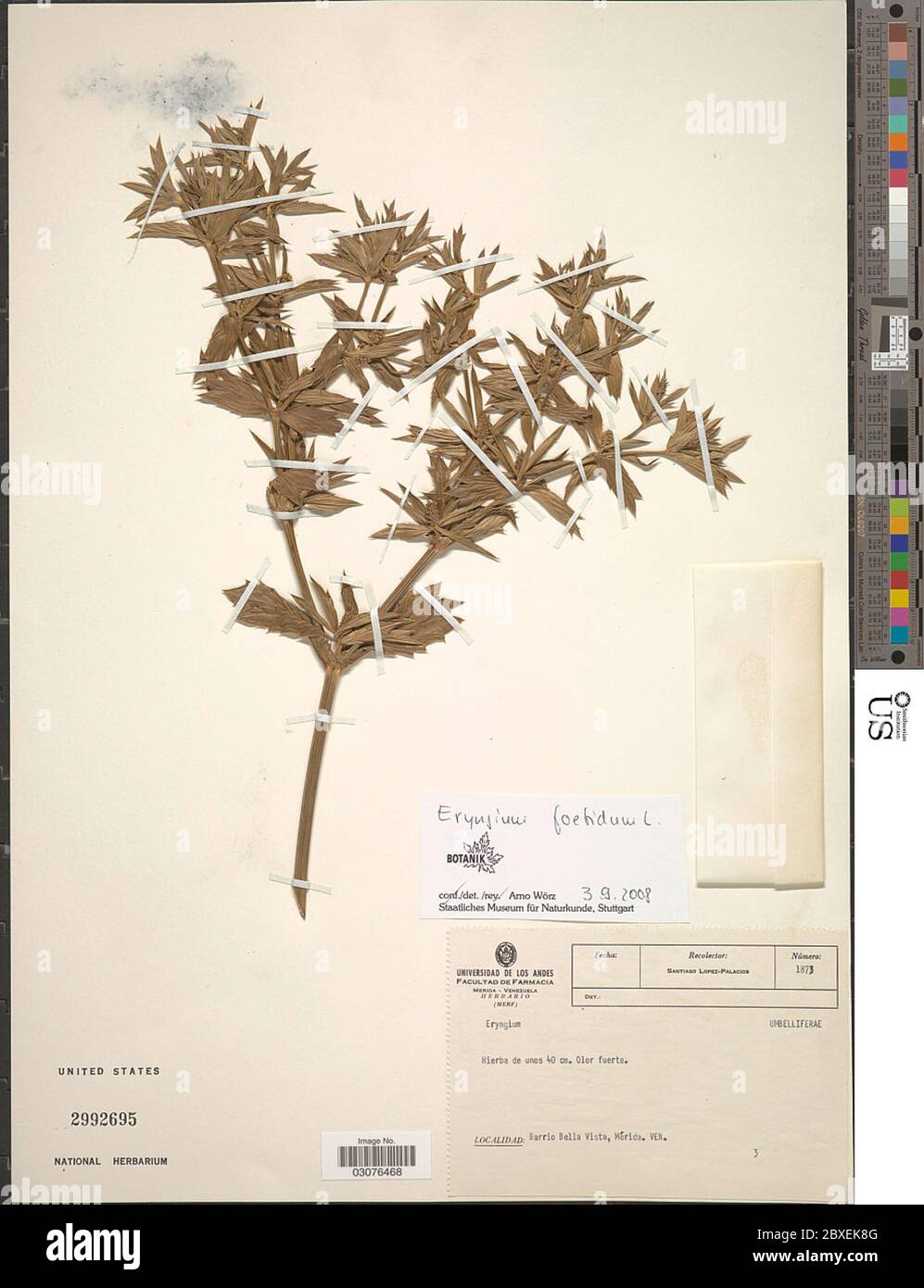 Eryngium foetidum L Eryngium foetidum L Stock Photo Alamy