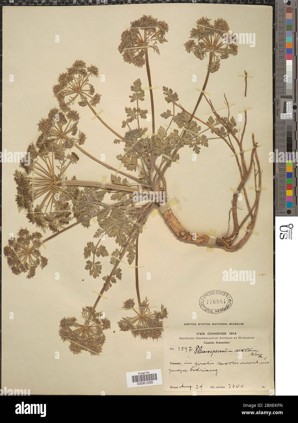 Pleurospermum saxosum Pleurospermum saxosum. Stock Photo