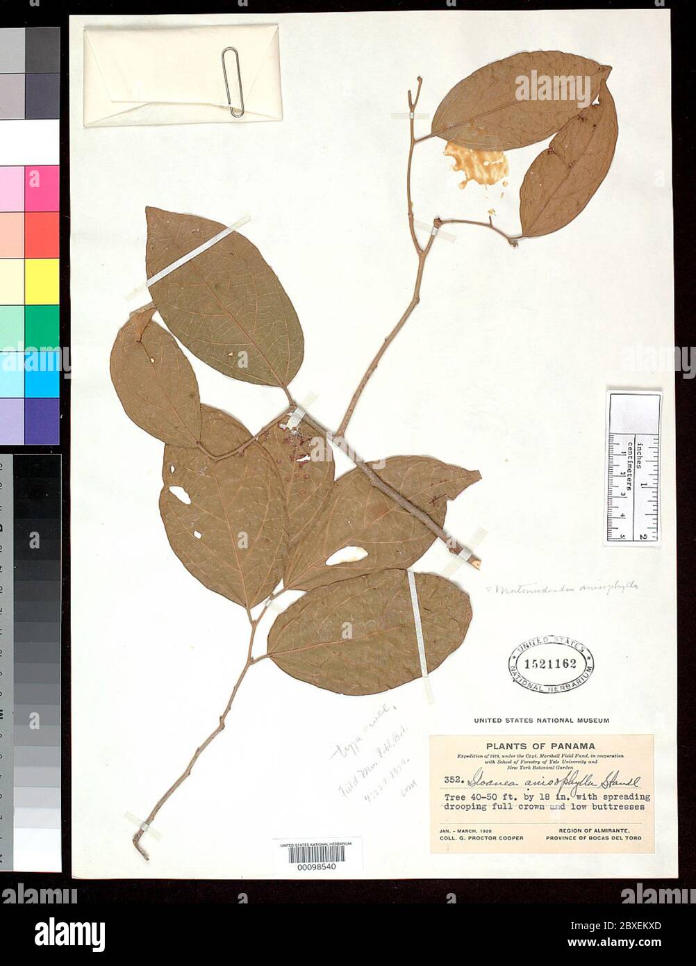 00098540.tif Sloanea anisophylla Standl. Stock Photo