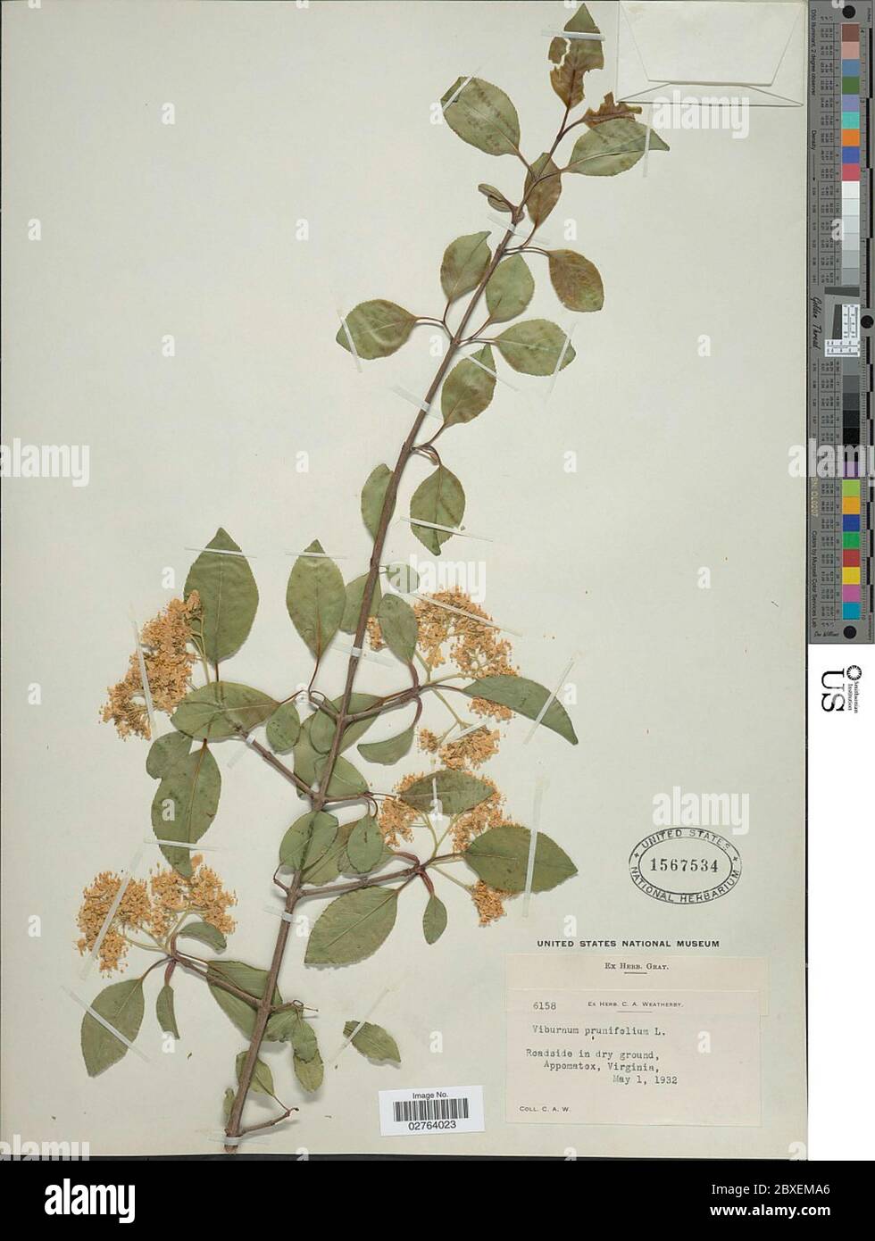 Viburnum prunifolium L Viburnum prunifolium L Stock Photo Alamy