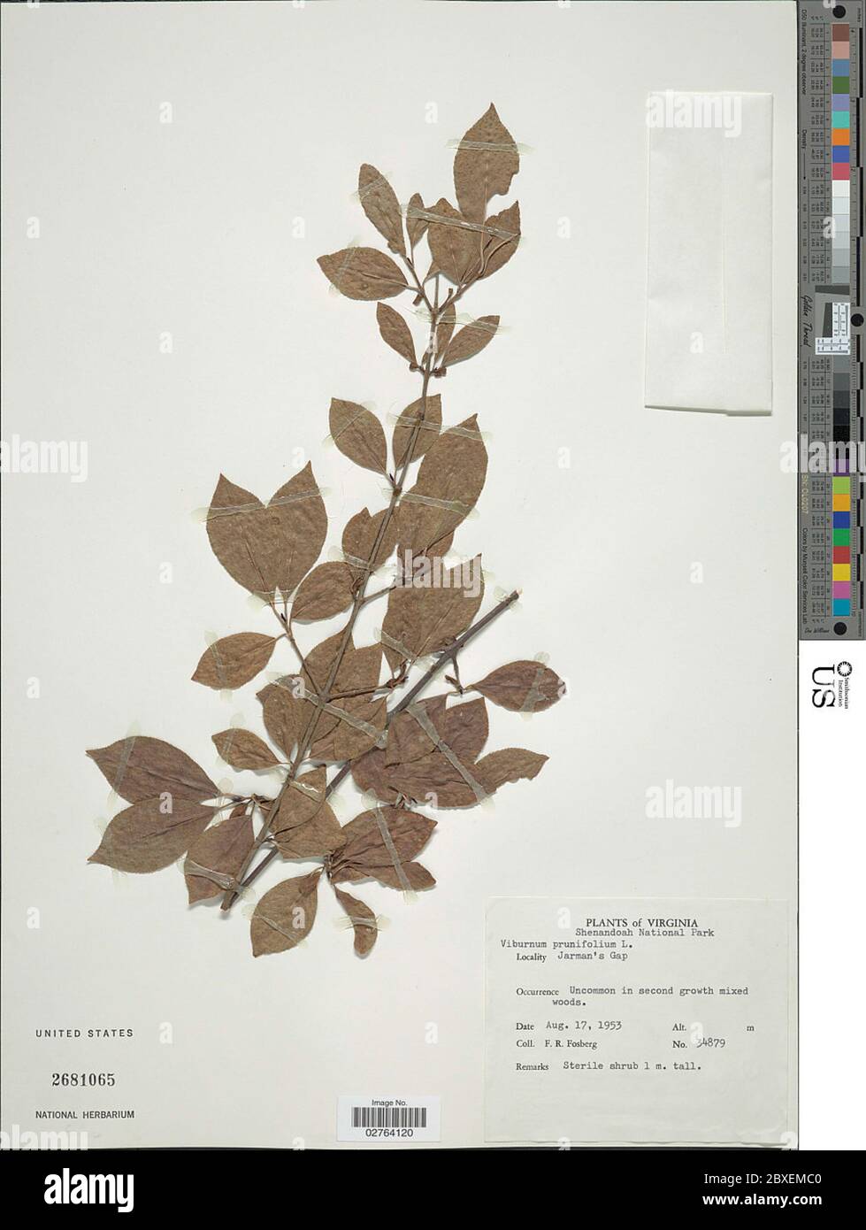 Viburnum prunifolium L Viburnum prunifolium L Stock Photo Alamy