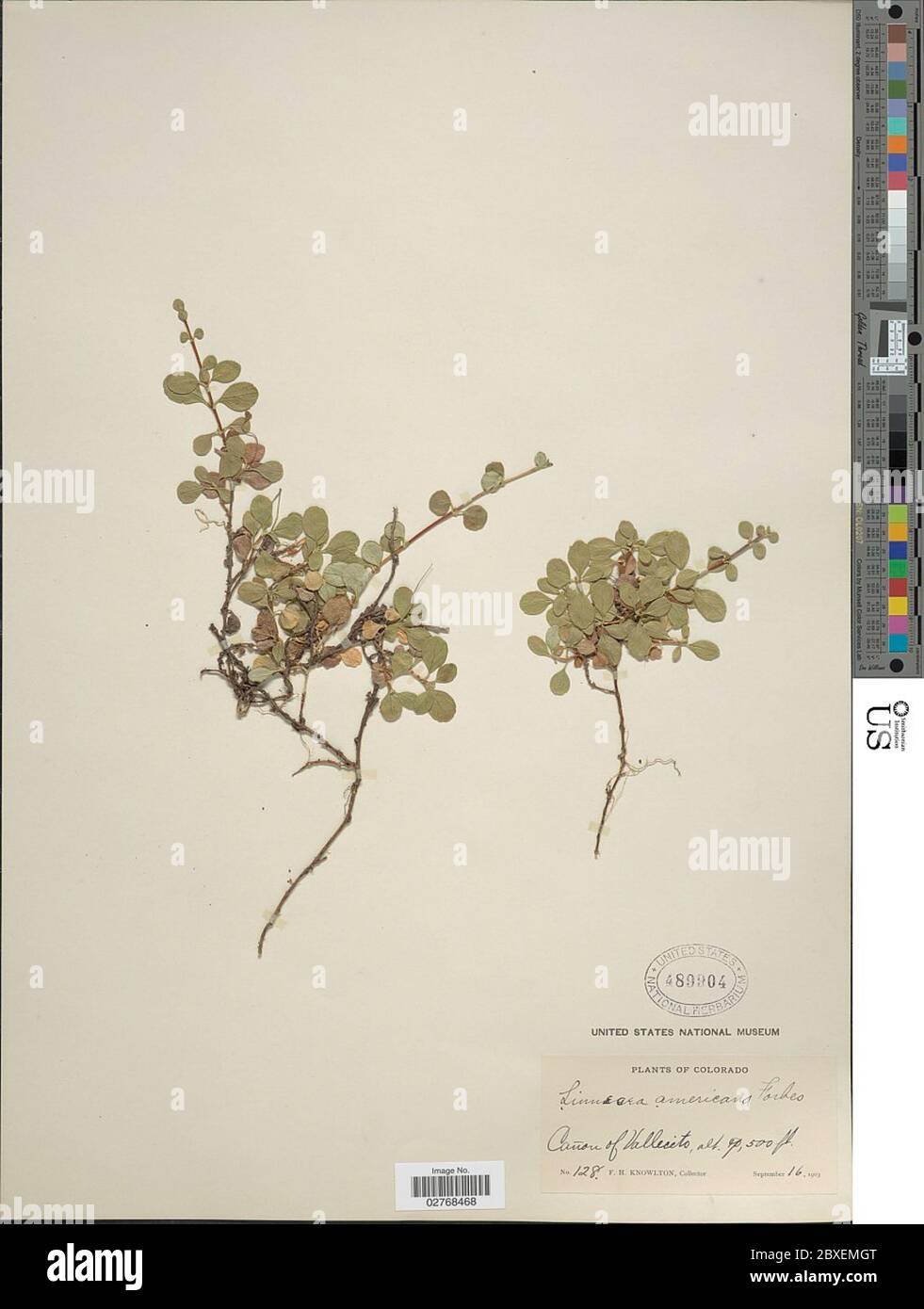 Linnaea borealis L Linnaea borealis L. Stock Photo