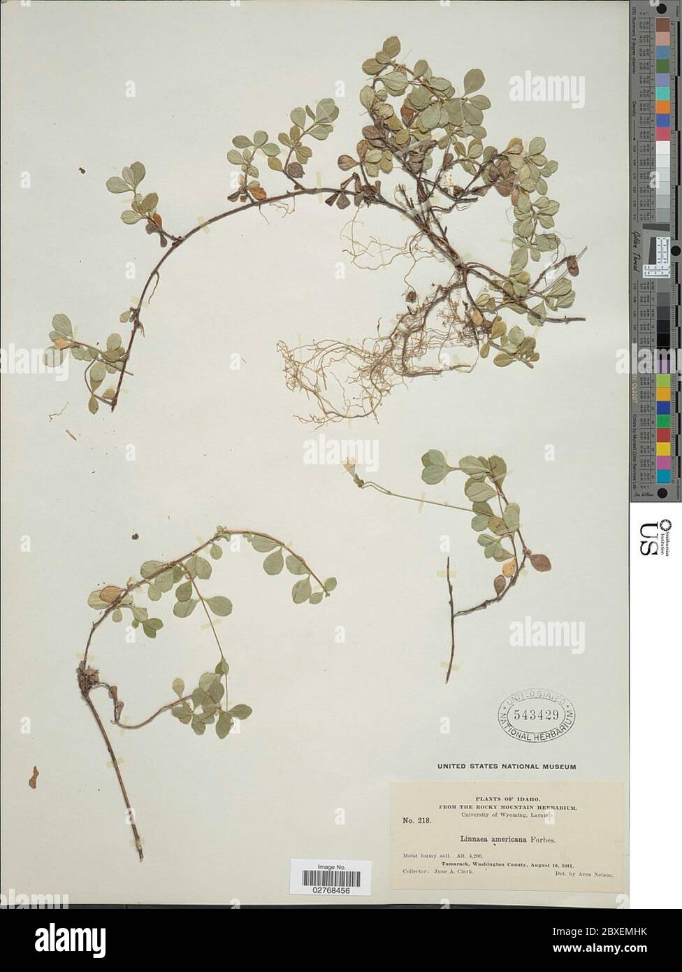 Linnaea borealis L Linnaea borealis L. Stock Photo
