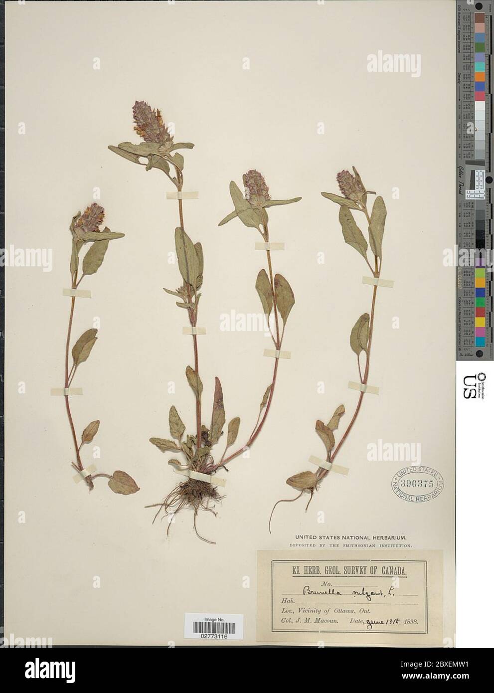 Prunella vulgaris L Prunella vulgaris L Stock Photo - Alamy