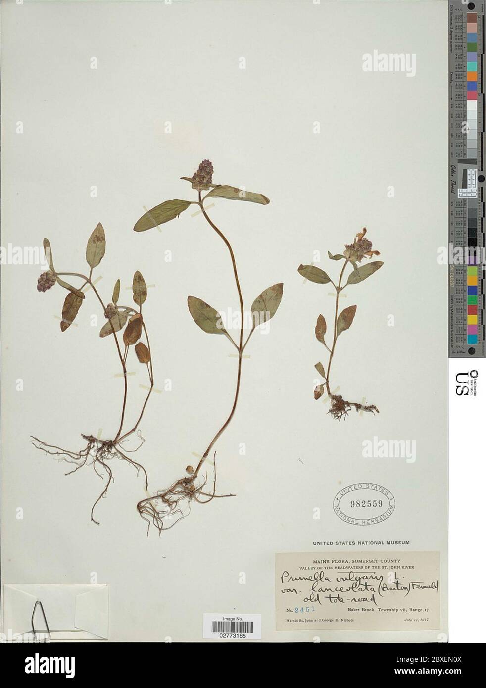 Prunella vulgaris L Prunella vulgaris L Stock Photo - Alamy