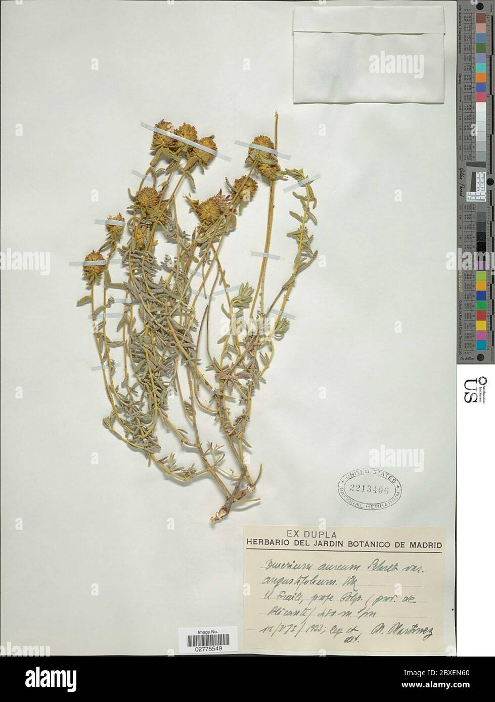 Teucrium aureum Schreb Teucrium aureum Schreb Stock Photo Alamy