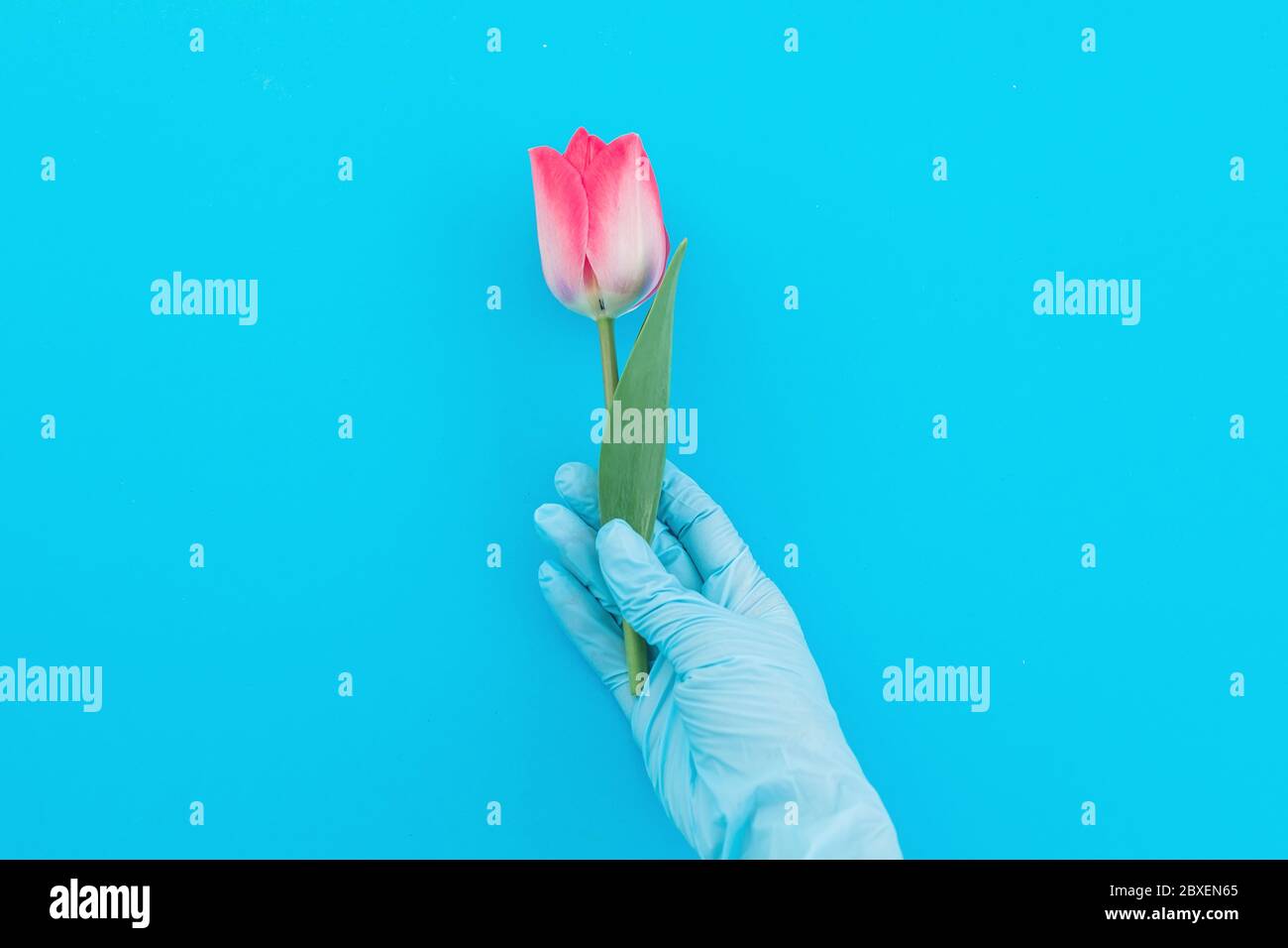 Epidemic concept with hand in glower and flower. Flat lay. Top view Stock Photo
