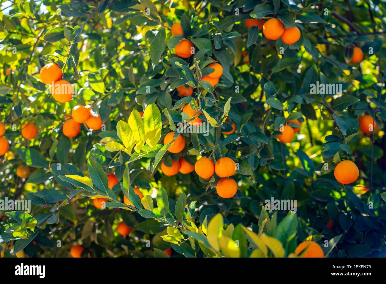 Mandarin tree with ripen fruits hanging on branches Stock Photo Alamy