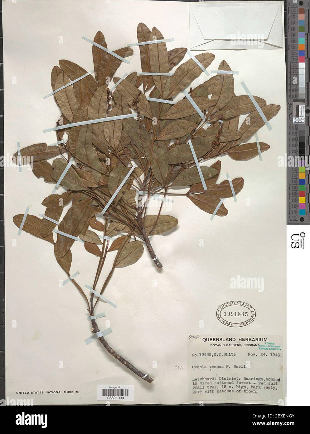 Owenia venosa Owenia venosa Stock Photo Alamy