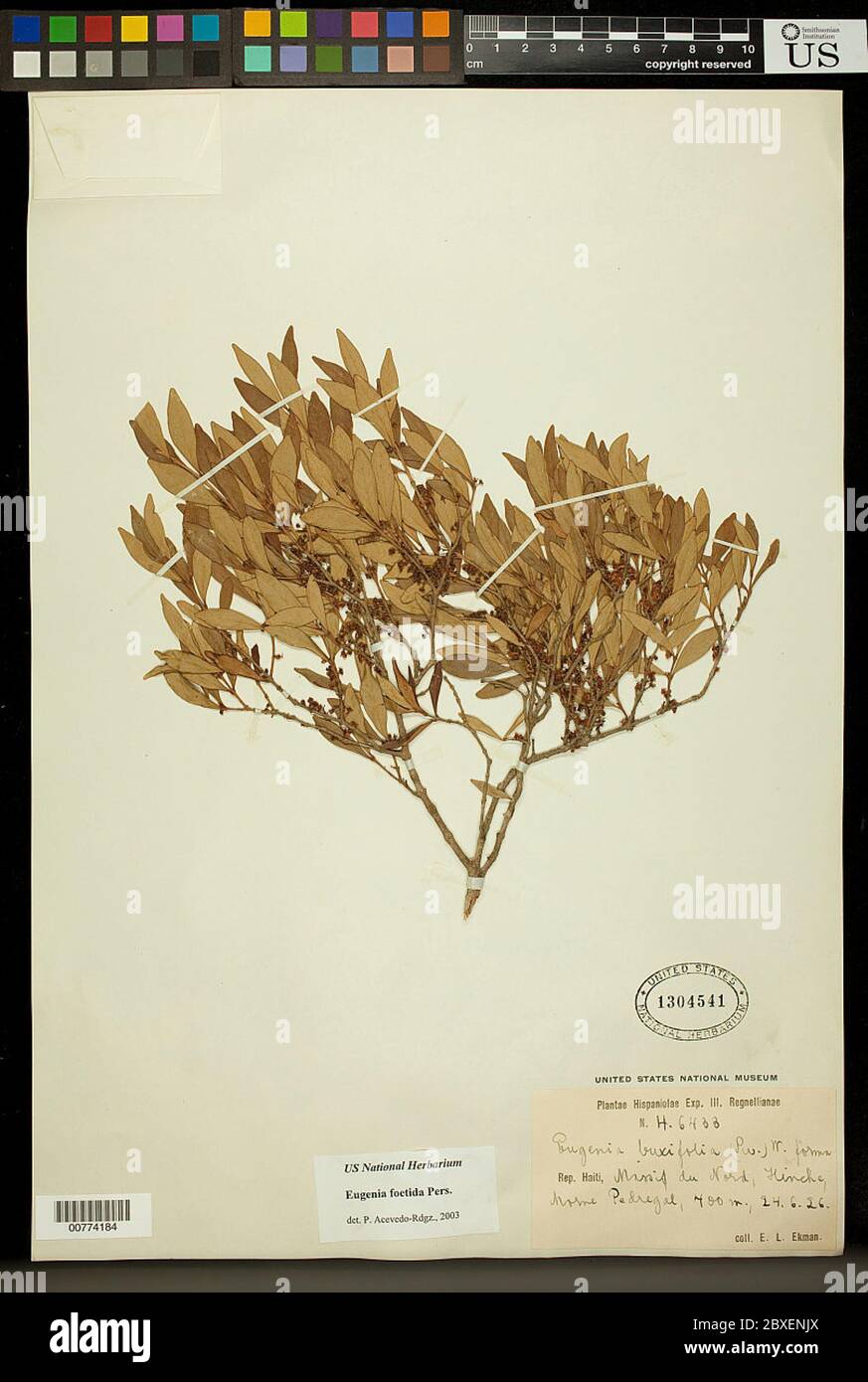 Stocks Pers Eugenia foetida Pers Eugenia foetida Pers Stock Photo - Alamy
