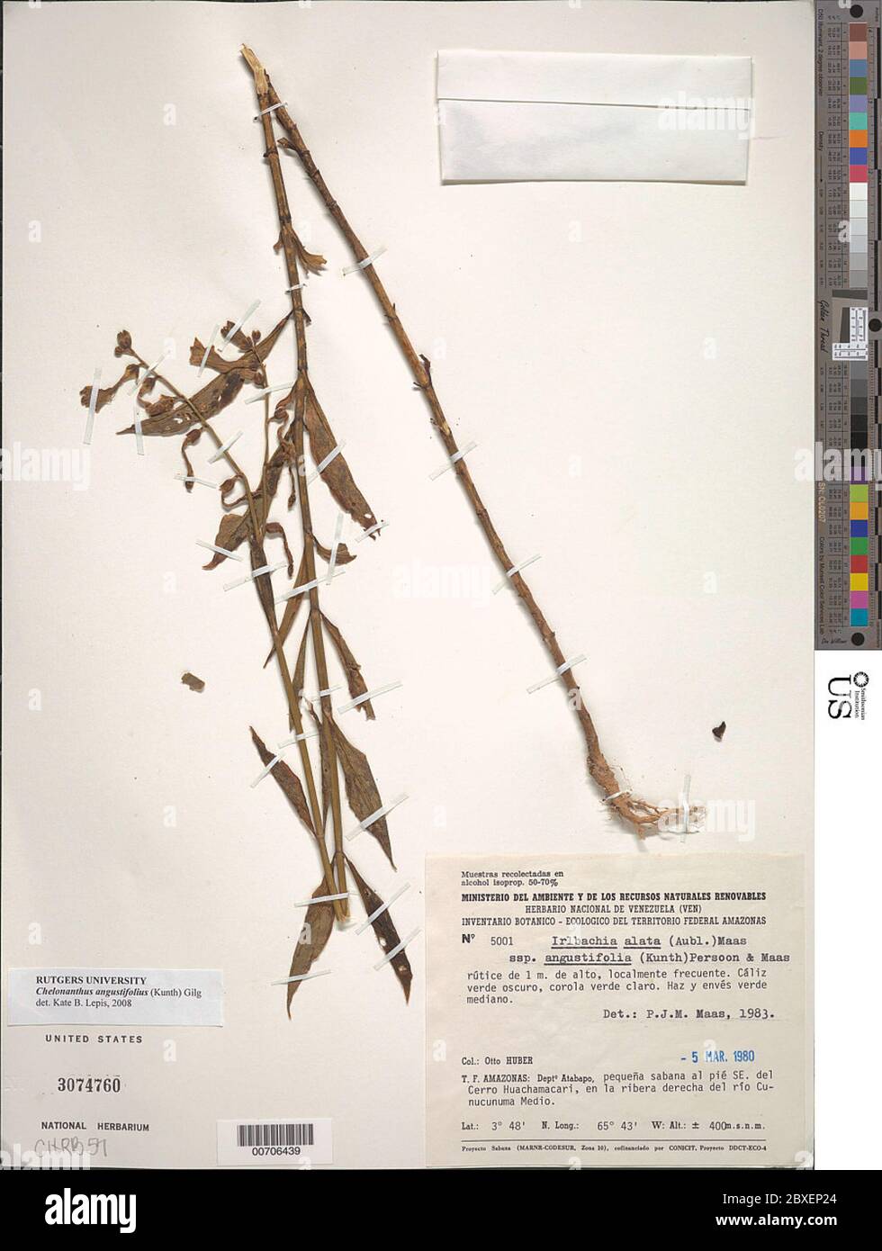 Chelonanthus angustifolius Kunth Gilg Chelonanthus angustifolius Kunth Gilg. Stock Photo