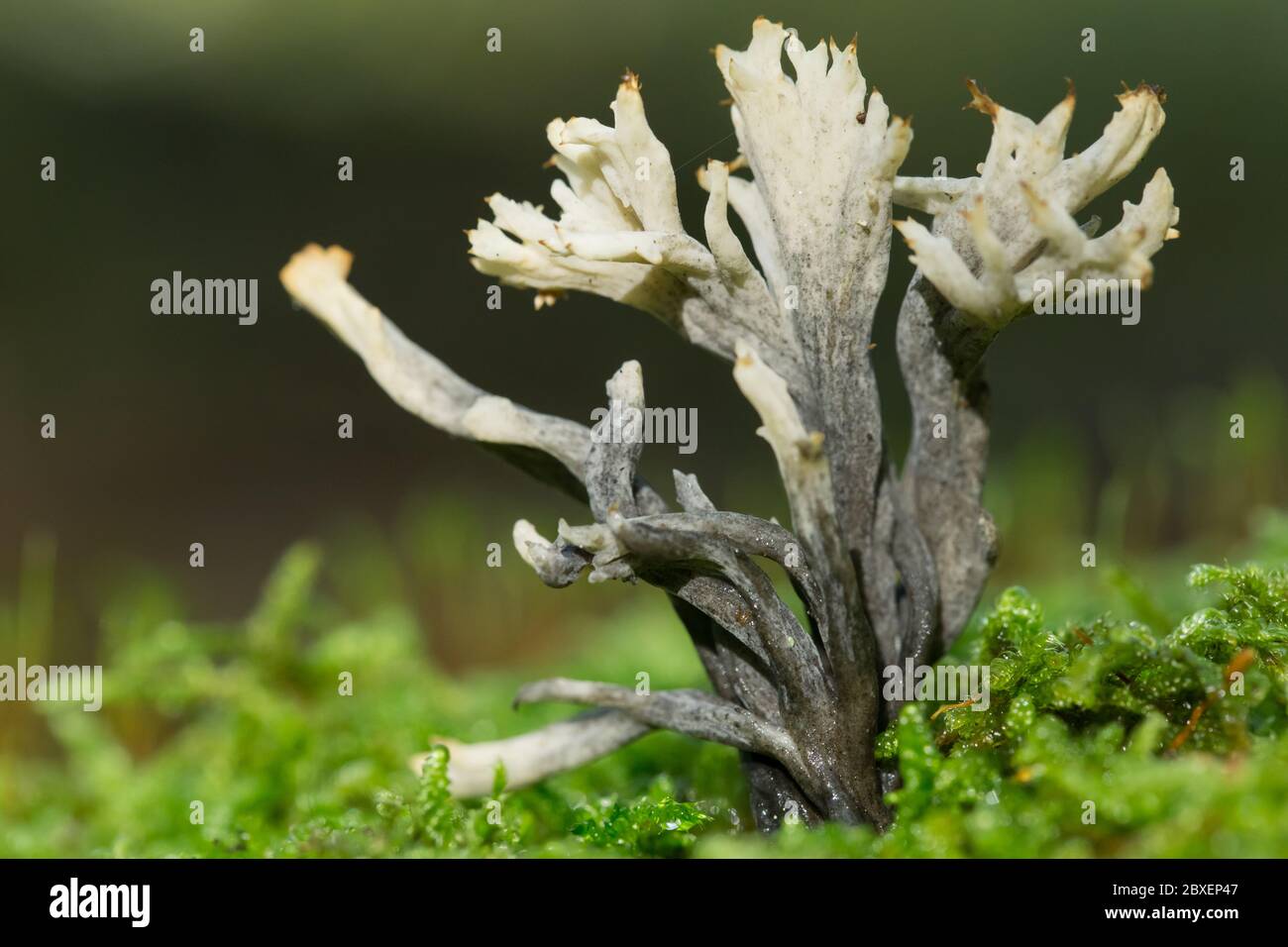Crested coral infected by a ascomycete fungi Stock Photo