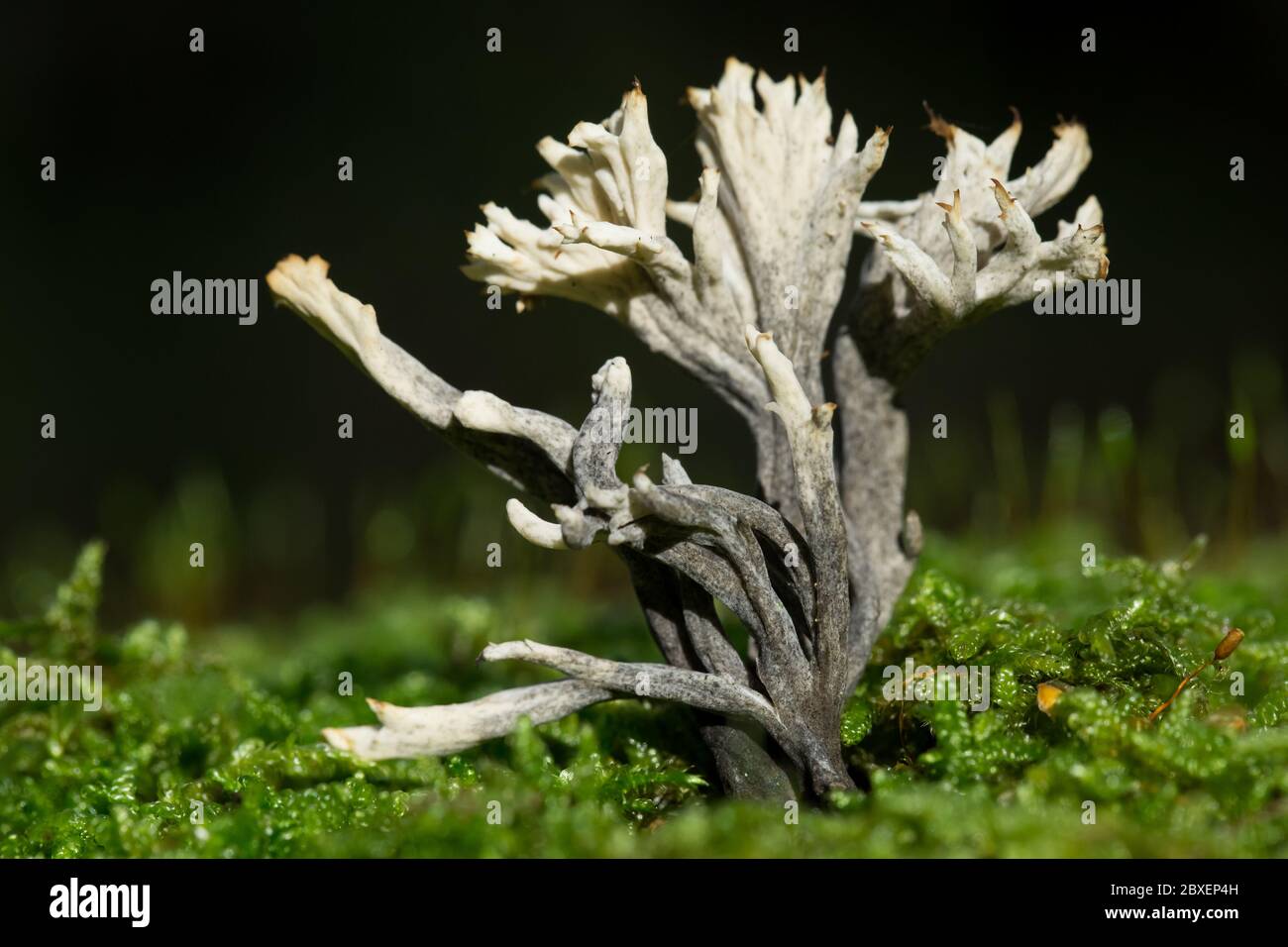 Crested coral infected by a ascomycete fungi Stock Photo