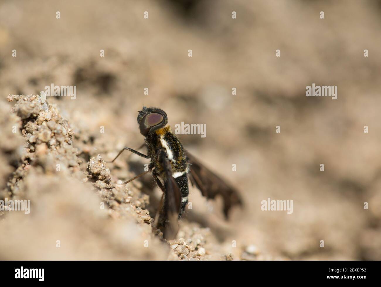 Black cloaked bee-fly (Hemipenthes maurus) Stock Photo