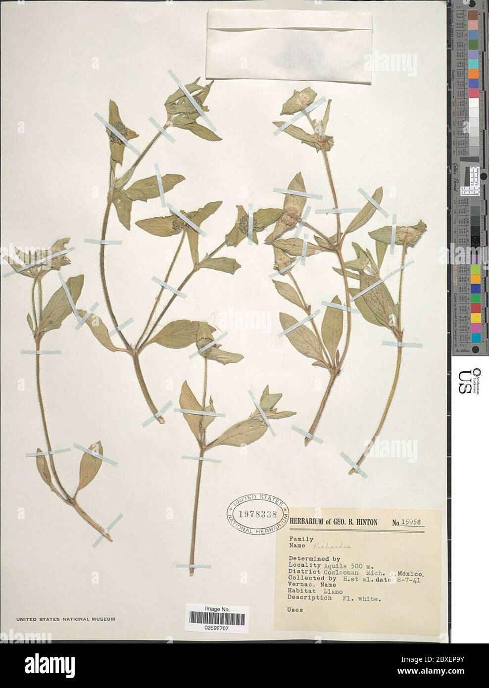 Richardia scabra hi-res stock photography and images - Alamy