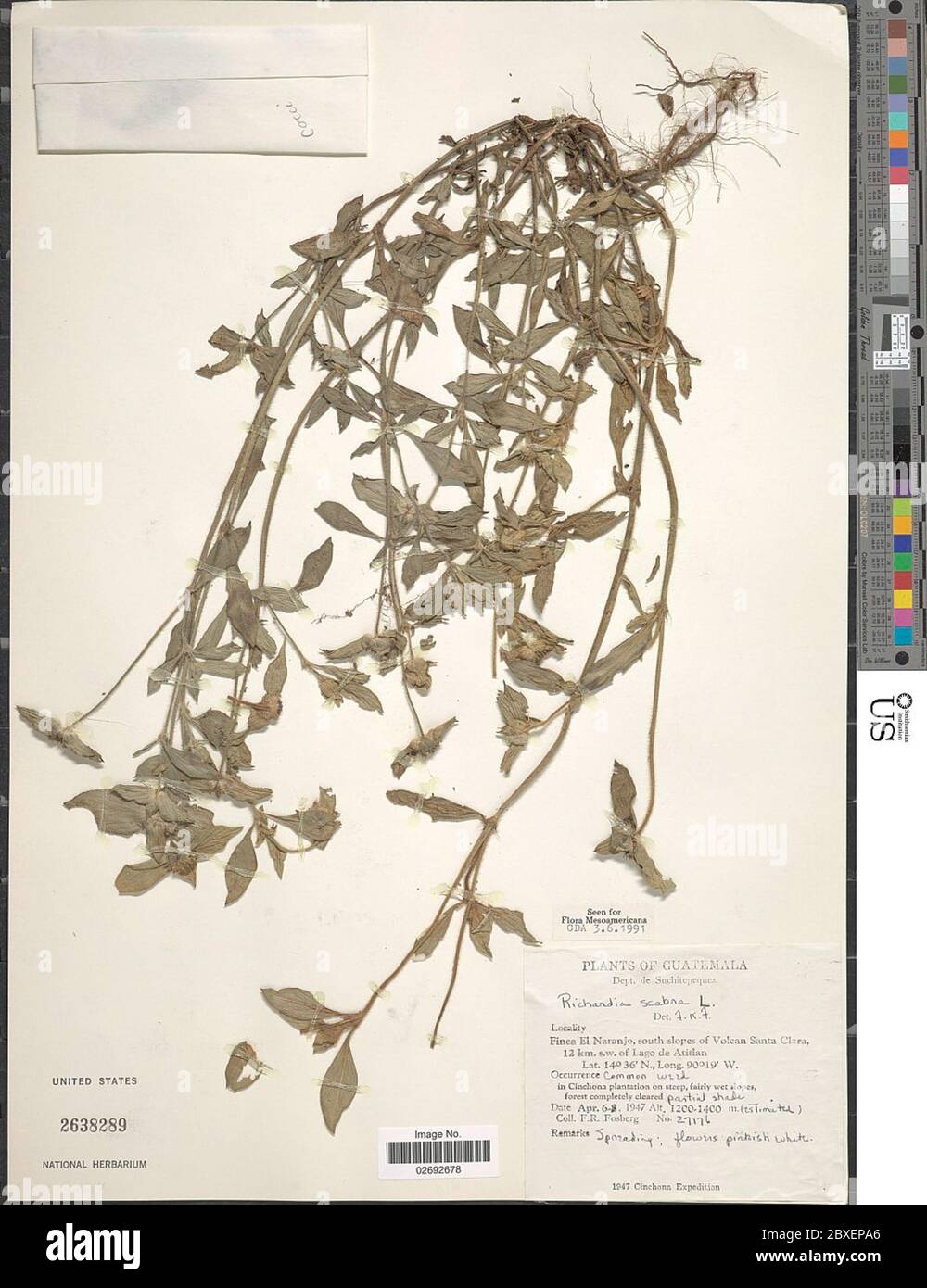 Richardia scabra hi-res stock photography and images - Alamy
