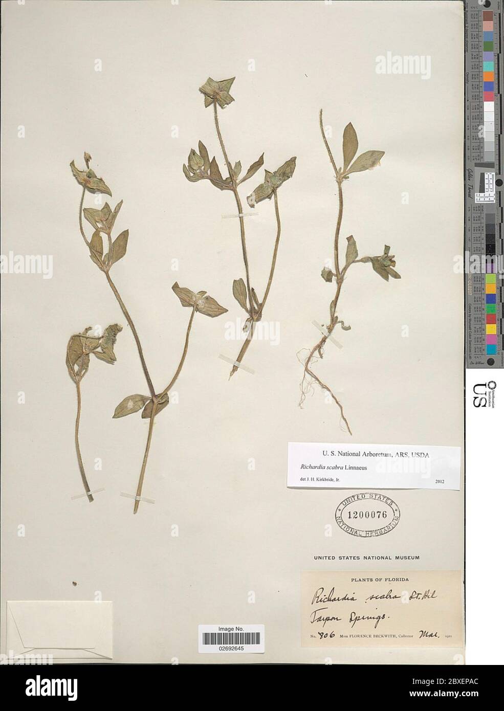 Richardia scabra hi-res stock photography and images - Alamy