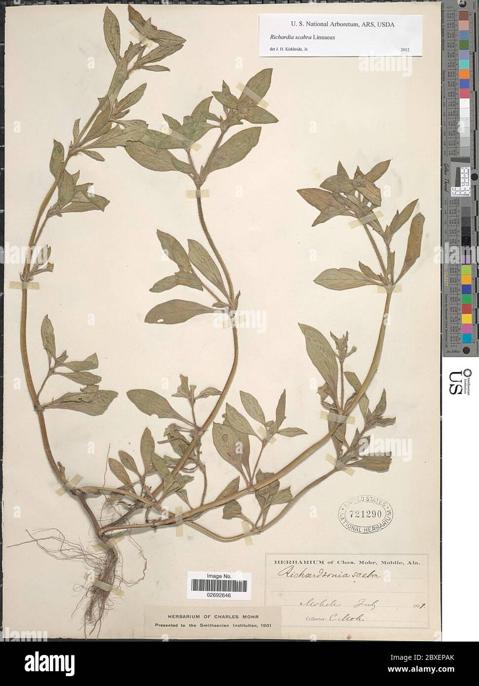 Richardia scabra hi-res stock photography and images - Alamy