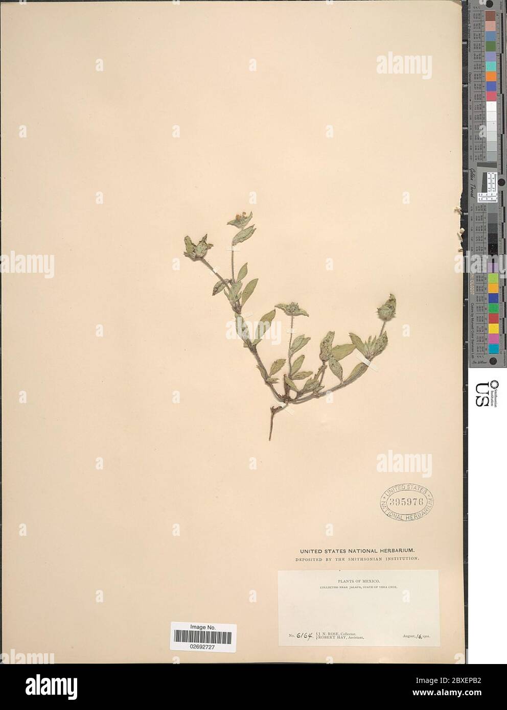 Richardia scabra hi-res stock photography and images - Alamy