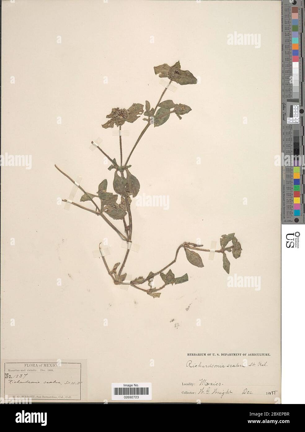 Richardia scabra hi-res stock photography and images - Alamy