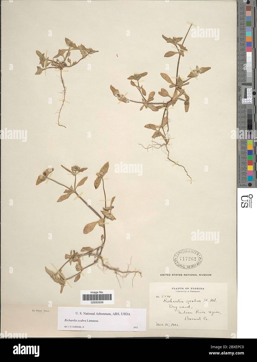 Richardia scabra hi-res stock photography and images - Alamy