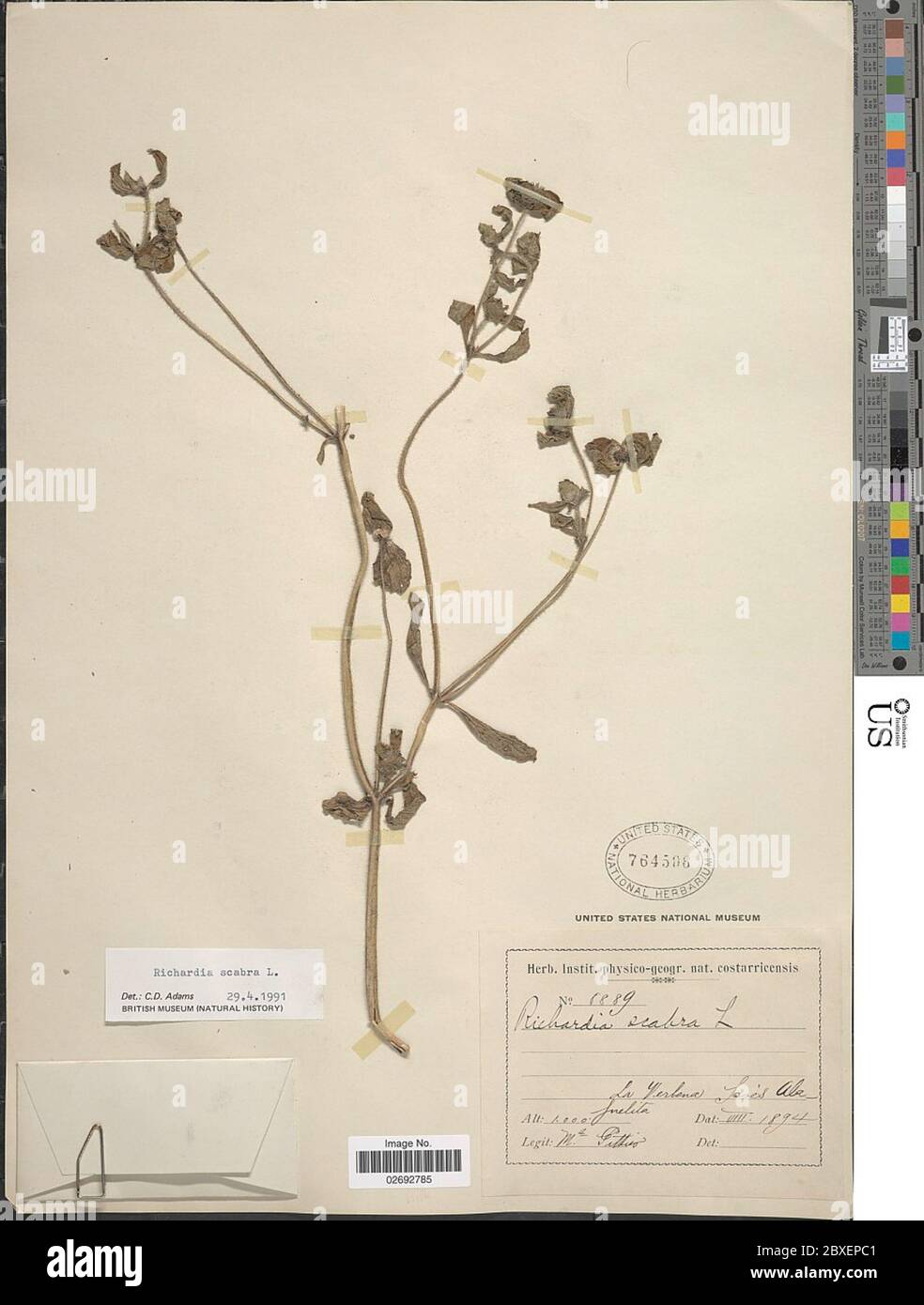 Richardia scabra hi-res stock photography and images - Alamy
