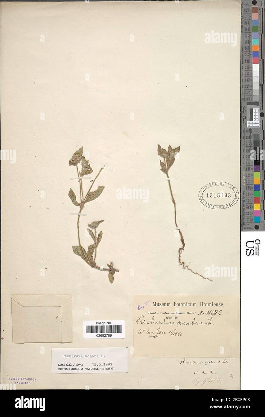 Richardia scabra hi-res stock photography and images - Alamy
