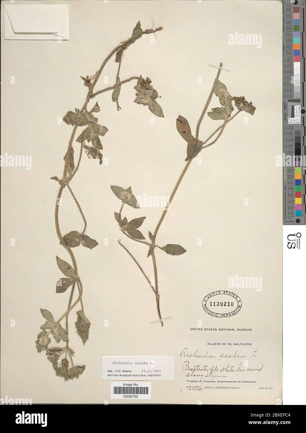 Richardia scabra hi-res stock photography and images - Alamy