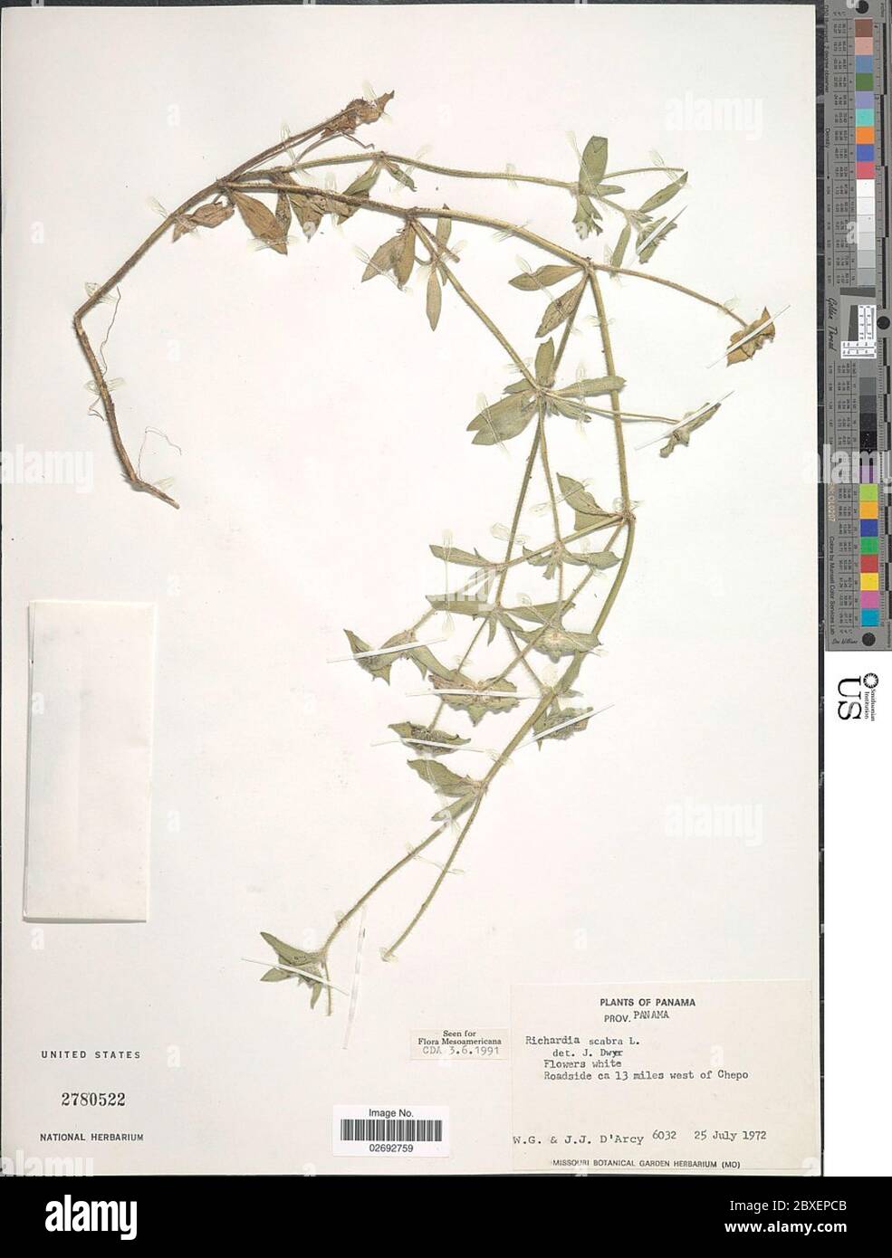 Richardia scabra hi-res stock photography and images - Alamy