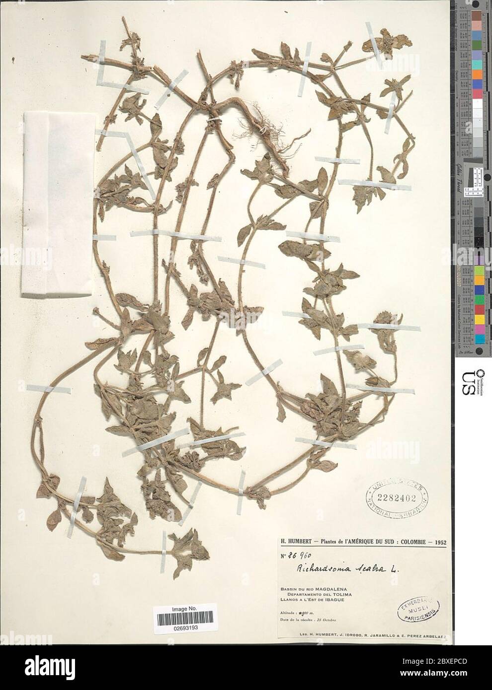 Richardia scabra hi-res stock photography and images - Alamy