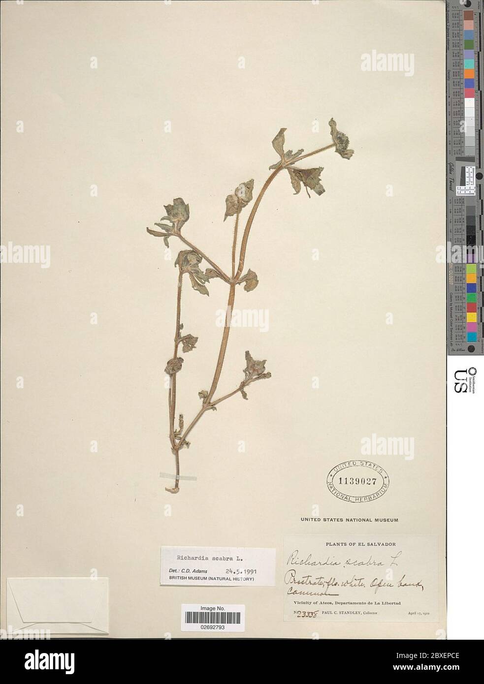 Richardia scabra hi-res stock photography and images - Alamy