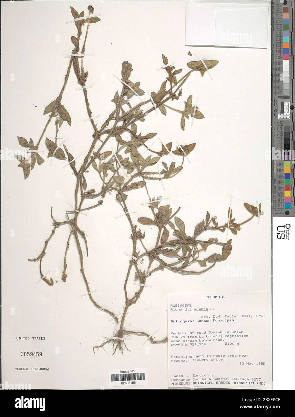 Richardia scabra hi-res stock photography and images - Alamy