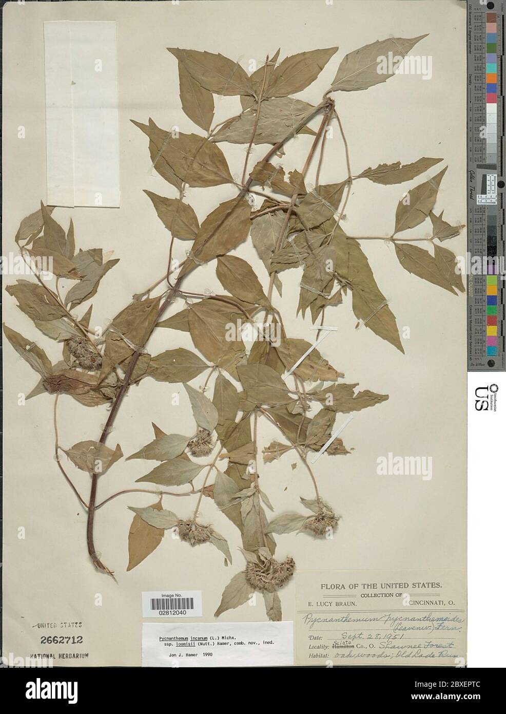 Pycnanthemum incanum L Michx Pycnanthemum incanum L Michx. Stock Photo