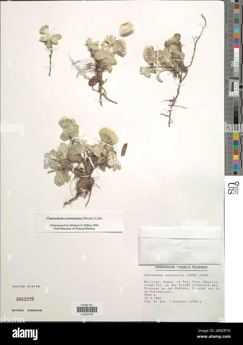 Chersodoma antennaria Wedd Cabrera Chersodoma antennaria Wedd Cabrera. Stock Photo