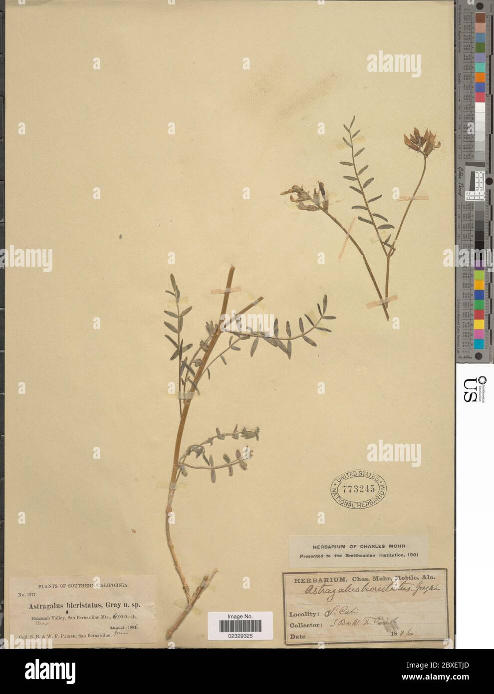 Astragalus bicristatus A Gray Astragalus bicristatus A Gray. Stock Photo