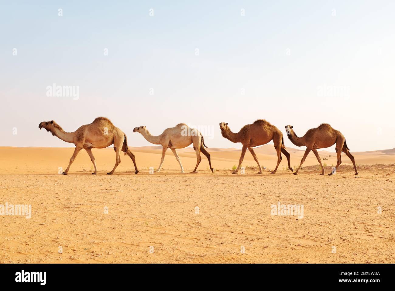 A herd of Arabian camels crossing the hot desert. Al Dahna Desert, Riyadh, Saudi Arabia Stock Photo