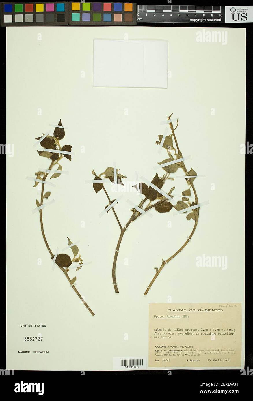 Croton fragilis Croton fragilis Stock Photo Alamy