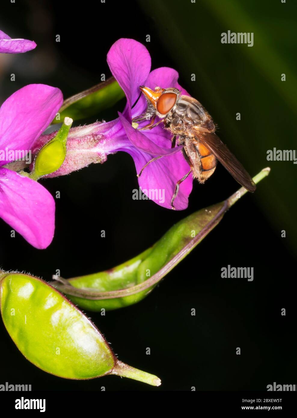 A Rhingia Campestris hoverfly feeding on nectar of an honesty flower, Warwickshire Stock Photo