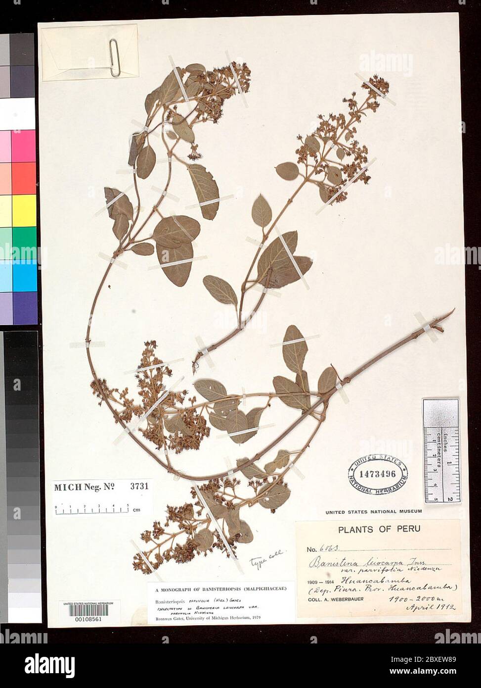 00108561.tif Banisteria leiocarpa var parvifolia Nied in Engl. Stock Photo