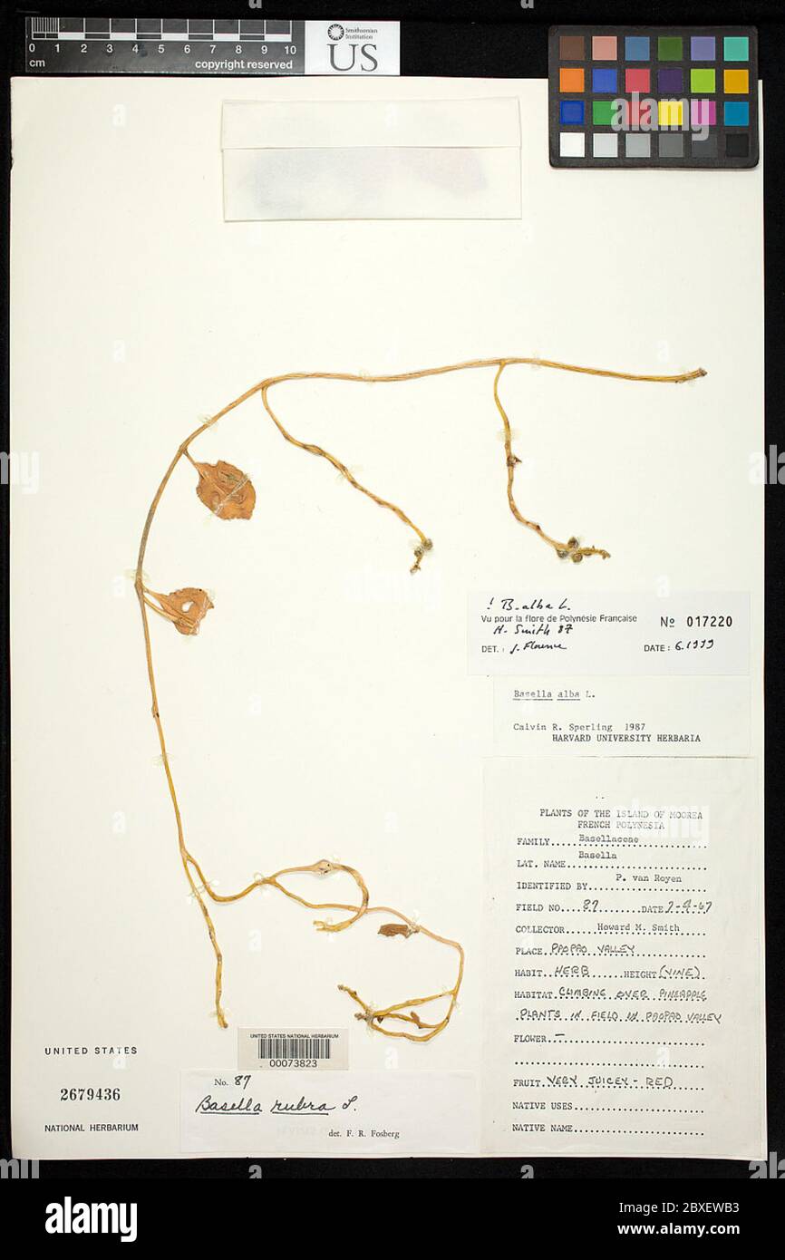 Basella alba L Basella alba L Stock Photo Alamy