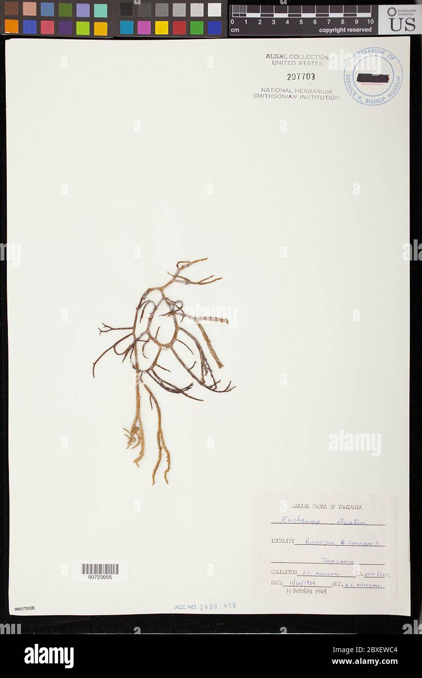 Eucheuma striatum Eucheuma striatum Stock Photo Alamy