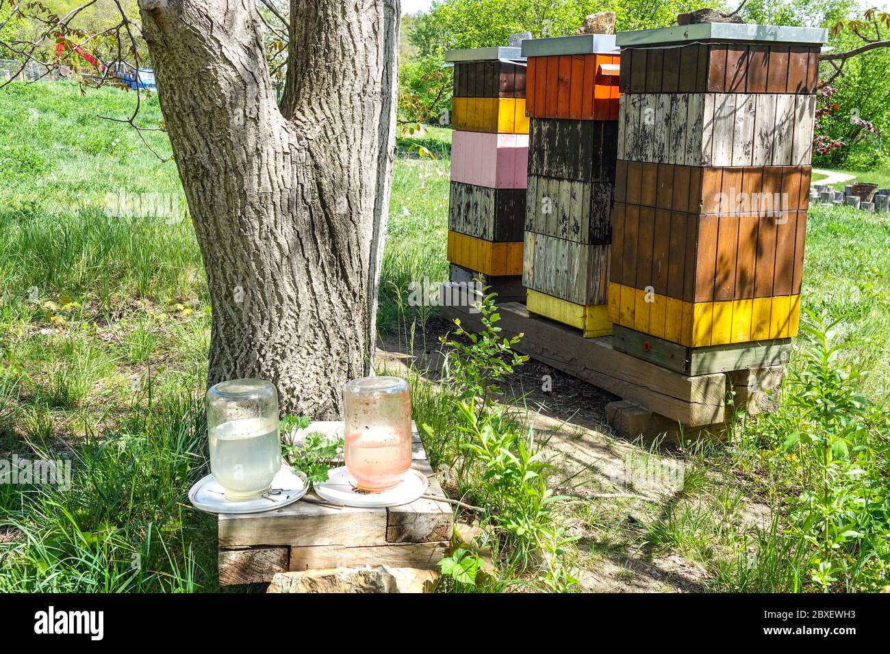 Bee feeder with sugar water at beehives Stock Photo