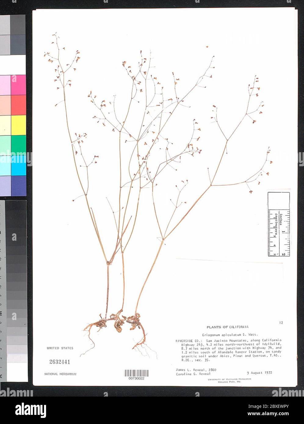 00730022.tif Eriogonum apiculatum S Watson. Stock Photo