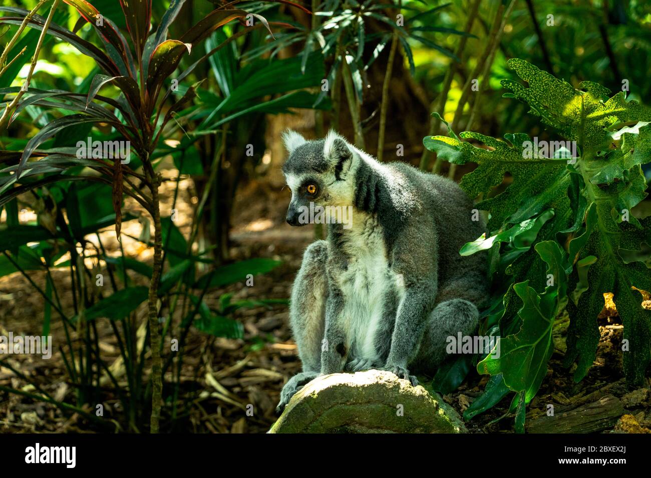 Lemur catta animal in zoo and park Stock Photo