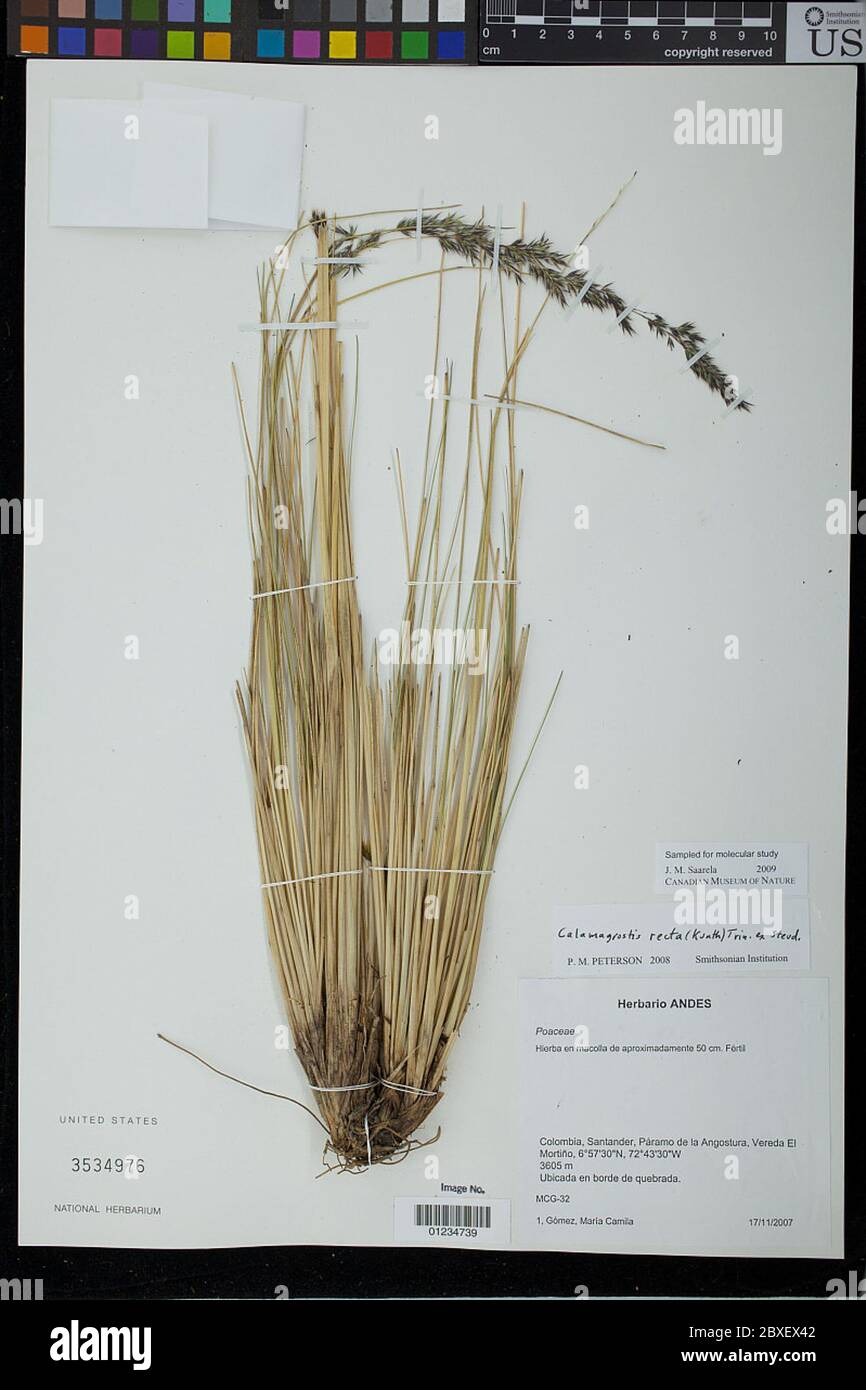 Calamagrostis rigida Kunth Trin ex Steud Calamagrostis rigida Kunth Trin ex Steud. Stock Photo