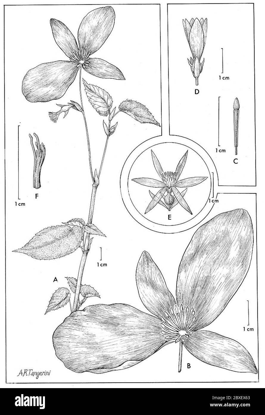Begonia formosissima Sandwith Begonia formosissima Sandwith. Stock Photo